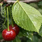 come-eliminare-definitivamente-gli-afidi-dalle-ciliegie-e-salvare-il.png