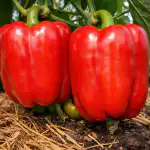 come-far-crescere-incredibilmente-i-peperoni-in-serra-questa-primavera.png