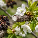 come-fermare-il-disseccamento-delle-ciliegie-primaverili-e-salvare-il.png