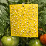 Come salvare i pomodori dalla mosca bianca questa primavera senza ricorrere a prodotti chimici aggressivi come-salvare-i-pomodori-dalla-mosca-bianca-questa-primavera-senza.png