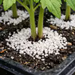 Come salvare le piantine di pomodoro dalla blackleg in primavera con un metodo collaudato come-salvare-le-piantine-di-pomodoro-dalla-blackleg-in-primavera.png