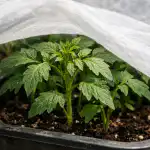 come-salvare-le-piantine-di-pomodoro-pallido-dal-caldo-primaverile.png