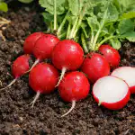 il-metodo-segreto-per-coltivare-ravanelli-primaverili-dolci-e-senza.png