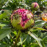 Il metodo segreto per proteggere le peonie dalle formiche in primavera senza prodotti chimici nocivi il-metodo-segreto-per-proteggere-le-peonie-dalle-formiche-in.png