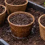 Il metodo segreto per utilizzare i vasi di torba in primavera per proteggere le radici e la crescita delle colture il-metodo-segreto-per-utilizzare-i-vasi-di-torba-in.png