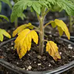 il-principale-errore-della-concimazione-primaverile-o-perche-le-piantine.png