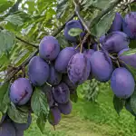 il-segreto-di-un-abbondante-raccolto-di-prugne-sta-in.png