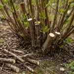 Il segreto di un grande raccolto di caprifoglio risiede nella corretta potatura primaverile il-segreto-di-un-grande-raccolto-di-caprifoglio-risiede-nella.png