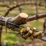 Il segreto di un raccolto abbondante risiede nella corretta potatura primaverile dell'uva. il-segreto-di-un-raccolto-abbondante-risiede-nella-corretta-potatura.png