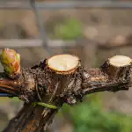 Il segreto di una vendemmia vigorosa sta nella corretta potatura primaverile dei grappoli. il-segreto-di-una-vendemmia-vigorosa-sta-nella-corretta-potatura.png