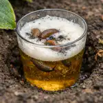 Il segreto per salvare le colture dalle lumache è nascosto in un comune bicchiere di birra il-segreto-per-salvare-le-colture-dalle-lumache-e-nascosto.png