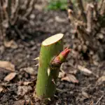 Il significato segreto della potatura delle rose primaverili e come salvare i cespugli il-significato-segreto-della-potatura-delle-rose-primaverili-e-come.png