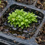 La principale causa di morte delle piantine di lobelia in cassetta e il metodo per salvarle la-principale-causa-di-morte-delle-piantine-di-lobelia-in.png