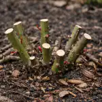 Le rose vi travolgeranno con le loro fioriture se le preparate adeguatamente per la stagione in primavera. le-rose-vi-travolgeranno-con-le-loro-fioriture-se-le.png