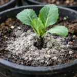 Perché i germogli di cavolo appassiscono in vaso e come salvare la coltura in caso di emergenza perche-i-germogli-di-cavolo-appassiscono-in-vaso-e-come.png