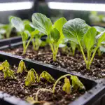 perche-le-piantine-di-cavolo-appassiscono-in-primavera-senza-luce.png