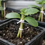 perche-le-piantine-di-cetriolo-cadono-in-primavera-e-come.png