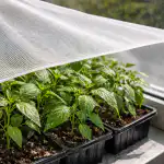 proteggere-le-piantine-di-peperone-dal-sole-primaverile-con-un.png