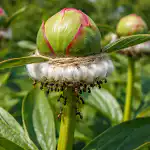 salvare-i-boccioli-di-peonia-dalle-formiche-con-un-trucco.png