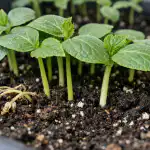 salvare-le-piantine-di-cetriolo-dallingiallimento-e-dalla-caduta-in.png