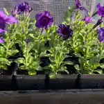 salvate-le-piantine-di-petunia-dal-caldo-primaverile-con-un.png