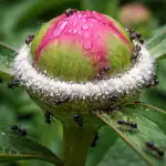 Un metodo collaudato per salvare i boccioli di peonia dalle infestazioni di formiche questa primavera un-metodo-collaudato-per-salvare-i-boccioli-di-peonia-dalle.png