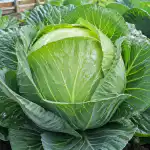 un-metodo-di-piantagione-segreto-per-ottenere-grandi-cavoli-in.png